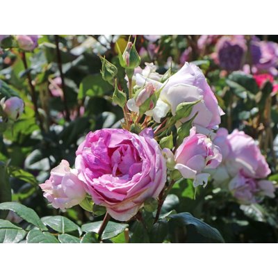 Ruža popínavá - bl.fialová - Rosa ´Saphir´ Co5L ...