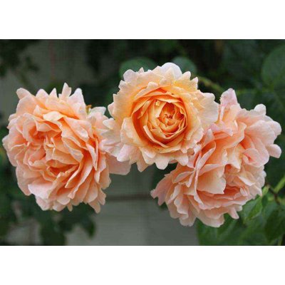 Ruža popínavá - pastel. oranžová - Rosa ´Polka 9...