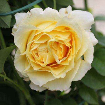 Ruža popínavá - žltá - Rosa ´Cyrano De Bergerac´ Co5L 180/200