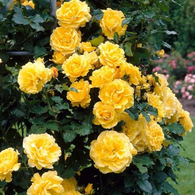 Ruža popínavá - žltá - Rosa ´Dukat´ Co10L 200/21...