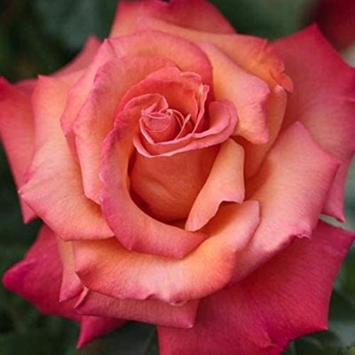 Ruža popínavá - oranžovo-žltá - Rosa ´Cristoforo...