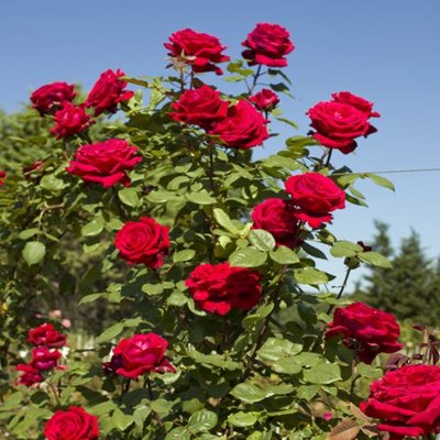 Ruža popínavá -voňavá - Rosa ´EDITH PIAF ®´ Co5L...