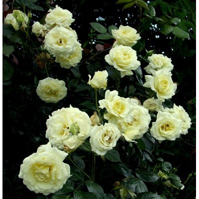 Ruža popínavá - sv.žltá - Rosa ´Elfe Tantau´ Co5...