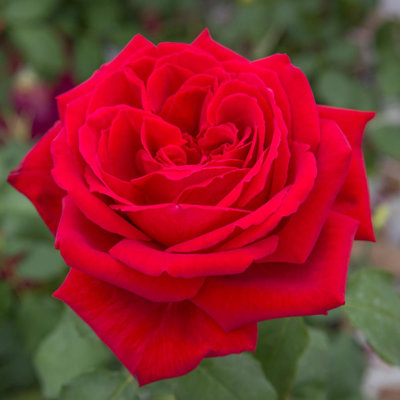 Ruža kríčková -voňavá -  Rosa BOTERO ® Co4L...