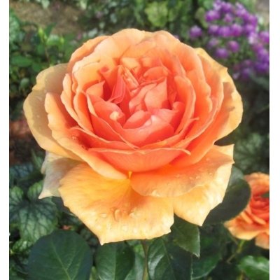 Ruža čajová -voňavá - Rosa ASHRAM ® Co4L