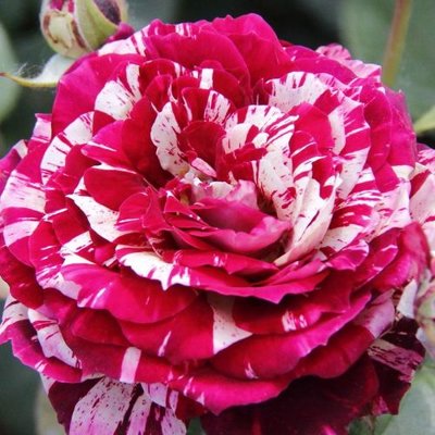 Ruža čajová -voňavá - Rosa JULIO IGLESIAS ® Co4L...