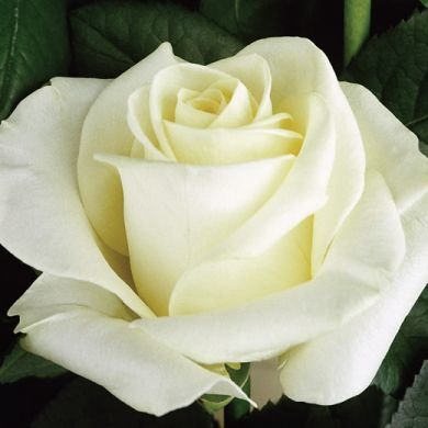 Ruža čajová -voňavá - Rosa STELLA POLARE ® Co4L