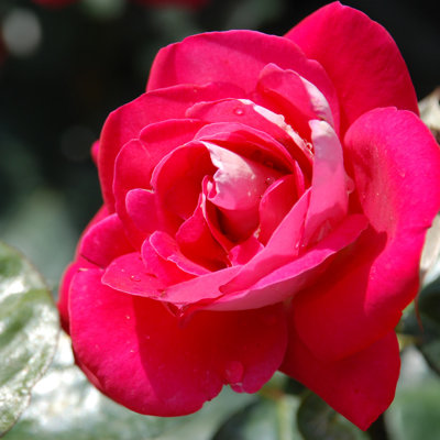 Ruža čajová -voňavá - Rosa HEIMATMELODIE ® Co4L...