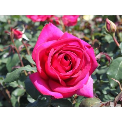 Ruža čajová -voňavá - Rosa PAROLE ® Co4L