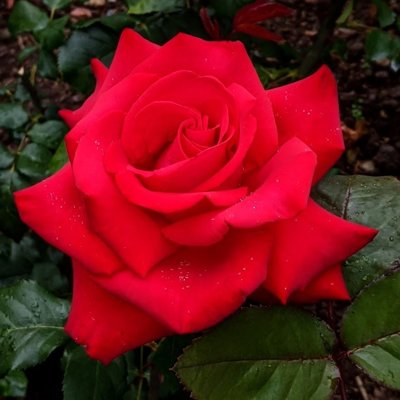 Ruža čajová -voňavá - Rosa GRANDE AMORE ® Co4L...