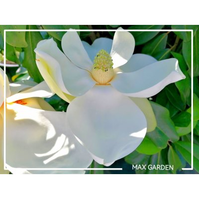 Magnólia veľkokvetá - Magnolia grandiflora ´Galissoniere´ Co3L 80/100