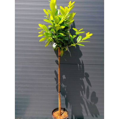 Vavrínovec lekársky - Prunus laurocerasus 'Ani'  Veľkosť: 80km , K5  - na kmienku
