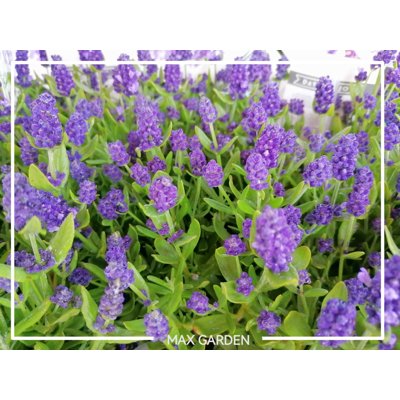 Levanduľa úzkolistá  -  Lavandula angustifolia &#039;Hidcote Compact&#039;  Co10,5