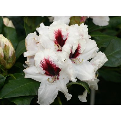 Rododendrón - Rhododendron ´Picobello´  Co5L 30/40