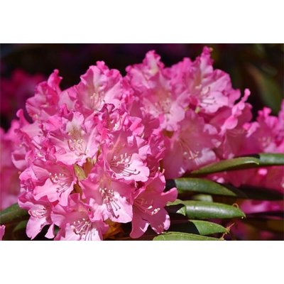 Rododendrón - Rhododendron 'Chevalier Felix de S...