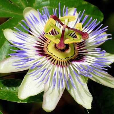Mučenka - Passiflora Caerulea ´Boog´ Co1L 40+