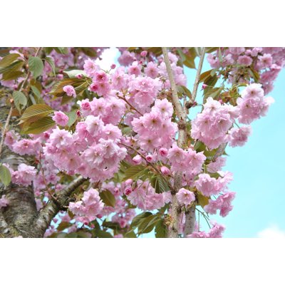 Čerešňa pilovitá - Prunus serrulata  'Kanzan' Co...