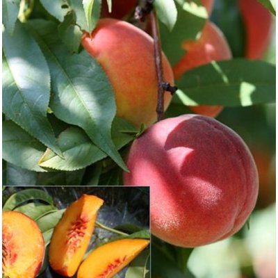 Broskyňa -  Prunus persica 'Harrow Beauty' - stredne skorá Co7.5L