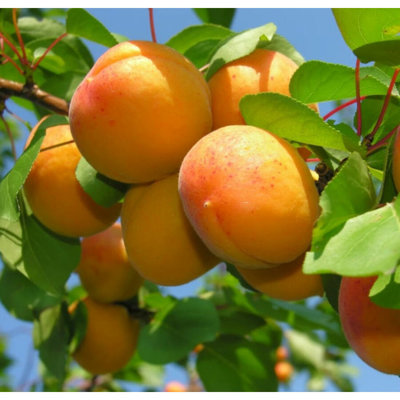Marhuľa obyčajná - Prunus armeniaca ´Goldrich´ C...