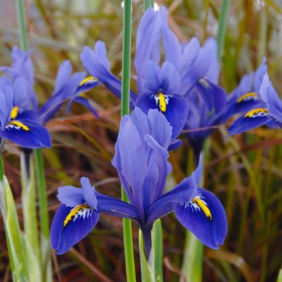 Iris reticulata ´Harmony´ Co9