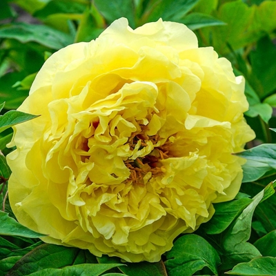 Pivonka drevitá - Paeonia Suffruticosa 40/50 - žltá