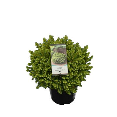 Smrek obyčajný - Picea abies ´Little gem´  Co3L 20/25