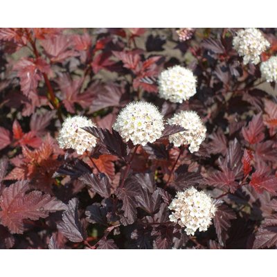Tavoľa kalinolistá  - Physocarpus opulifolius ´Little Angel´ Co2L  30/40