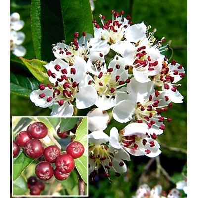 Jarabina čierna - Aronia arbutifolia ´Brilliant´...