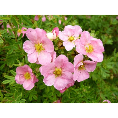 Nátržník - Potentilla fruticosa ´Pink Queen´