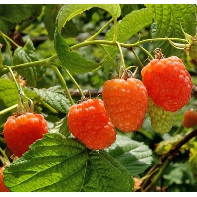 Malina oranžová - Rubus idaeus 'Valentina' Co2L 30/40