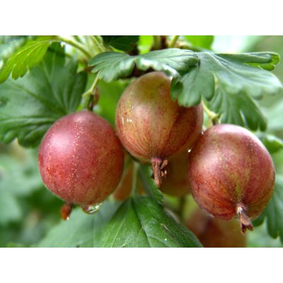 Egreš červený -  Ribes uva-crispa ´Achilles´  Co2L