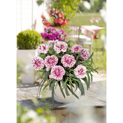 Dianthus DiaDeur ´Sissy´ P12
