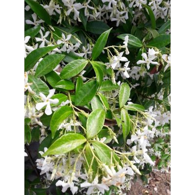Jasmínovník vonný -Trachelospermum jasminoides