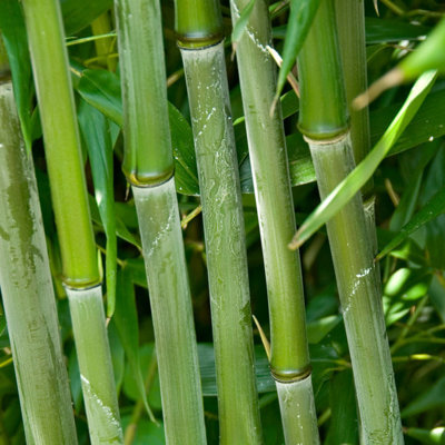 Bambus - Bambusa phyllostachys ´Bissetii´ Co15L  150/200
