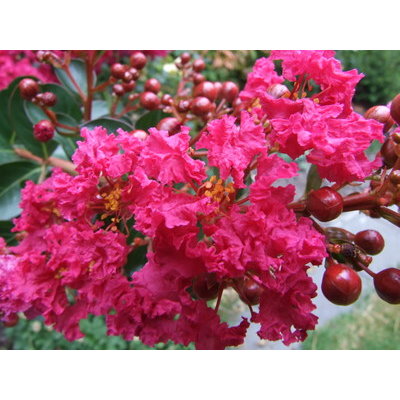 Myrta krepová - ružová - Lagerstroemia indica ´C...