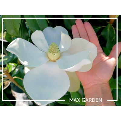 Magnólia veľkokvetá - Magnolia grandiflora &#039;Gallisoniensis Praecox&#039; Co18L  100...