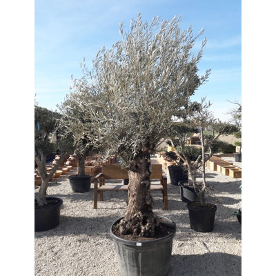 Olivovník európsky - Olea europaea Co160L POM POM (strihané)