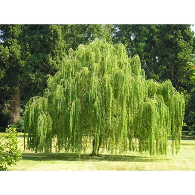 Vŕba babylonská  - Salix Babylonica ´Aurea´  Co18-25L  8/10 -  vysokokmeň