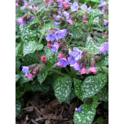 Pulmonaria saccharata ´Mrs. Moon´ P14