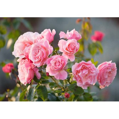 Ruža záhonová - Rosa floribunda´Classic Selection Pink´- bl.ružová Co4L