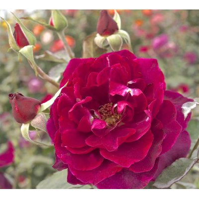 Ruža záhonová - Rosa floribunda ´Spark Selection´- tm.ružová Co7L