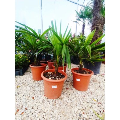 Palma konoponá - Chamaerops Excelsa -  Trachycarpus fortunei Co15L