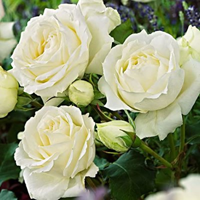 Ruža záhonová - Rosa floribunda ´Crystal Selecti...