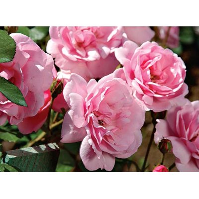 Ruža záhonová - Rosa floribunda ´Diva Selection´- veľkokvetá ružová Co7L...