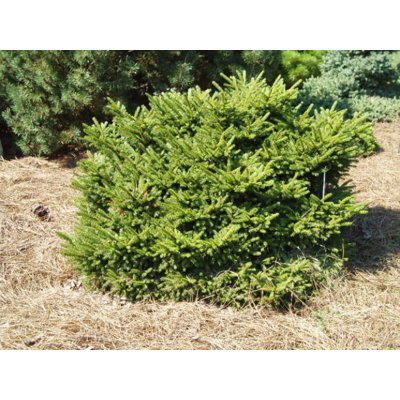 Smrek východný - Picea orientalis ´Barnes´ Co7,5L 30/35
