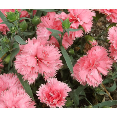 Dianthus caryophyllus - ružová P12