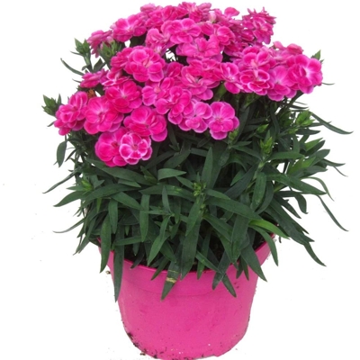 Dianthus caryophyllus ´Peman´ P12