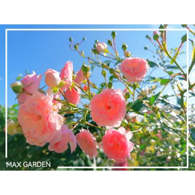 Ruža záhonová - Rosa floribunda - ružová Co4L...