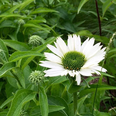 Echinacea ´Virgin´P15