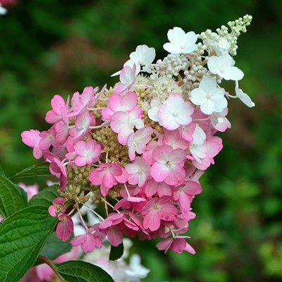 Hortenzia metlinatá - Hydrangea paniculata &#039;Pinky Winky&#039;  Co2L 30/40